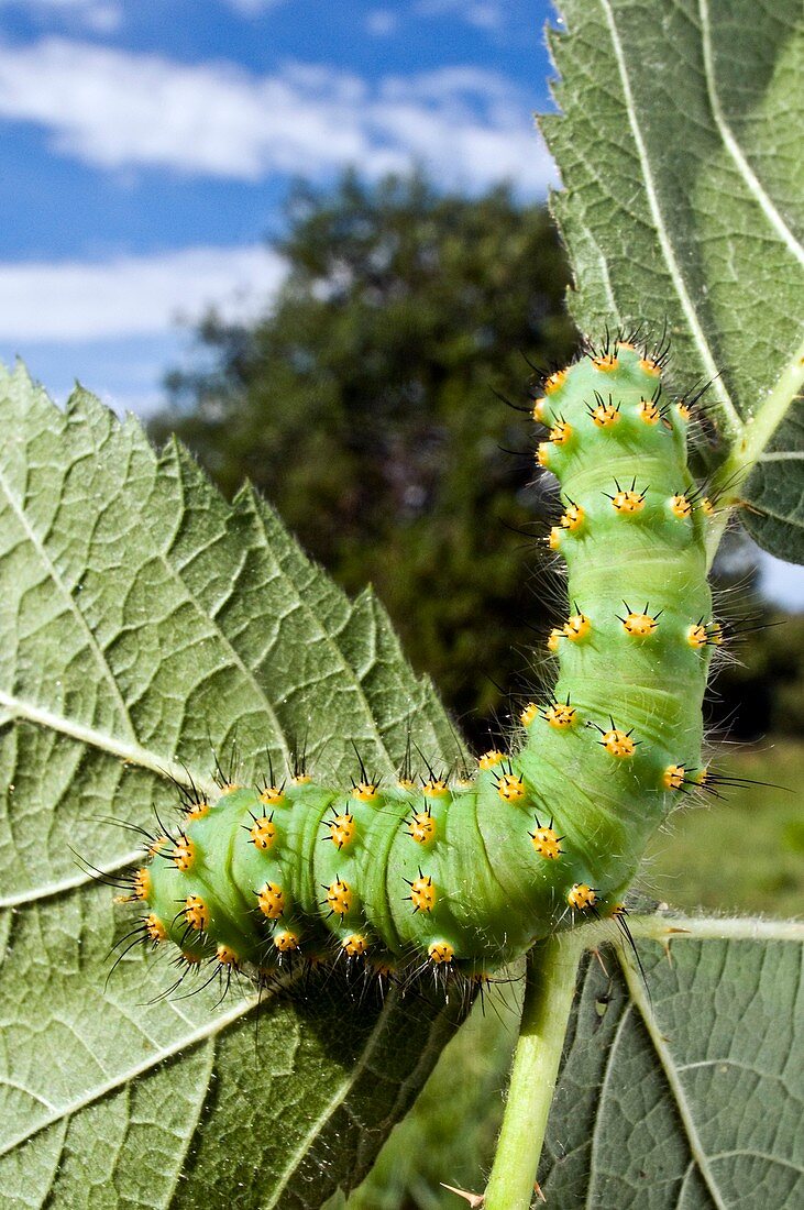 Emperor Moth Caterpillar