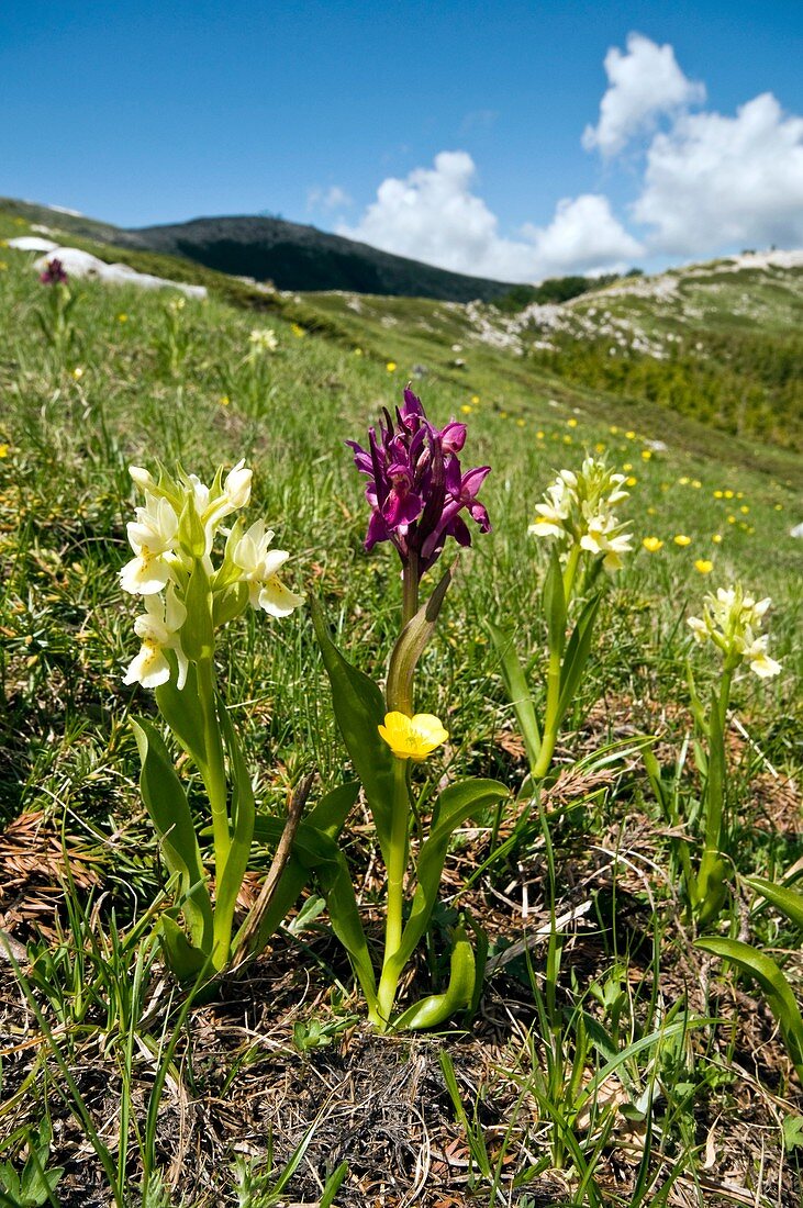 Actylorhiza sambucina