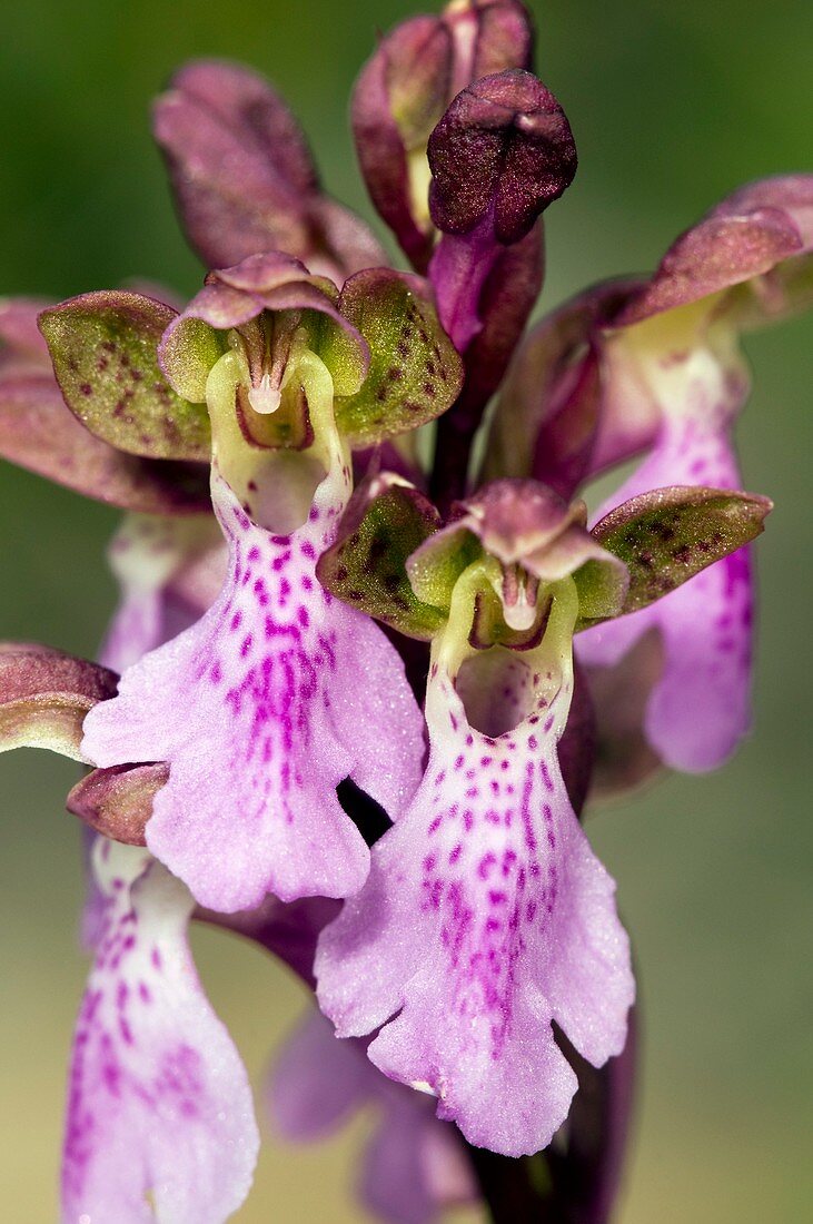 Spitzel's Orchid (Orchis spitzelii)