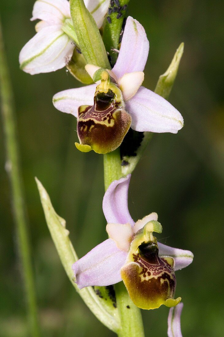 Late Spider Orchid (Ophrys fuciflora)