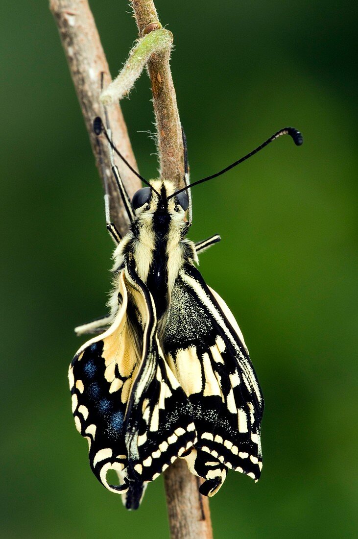 Common Swallowtail Butterfly