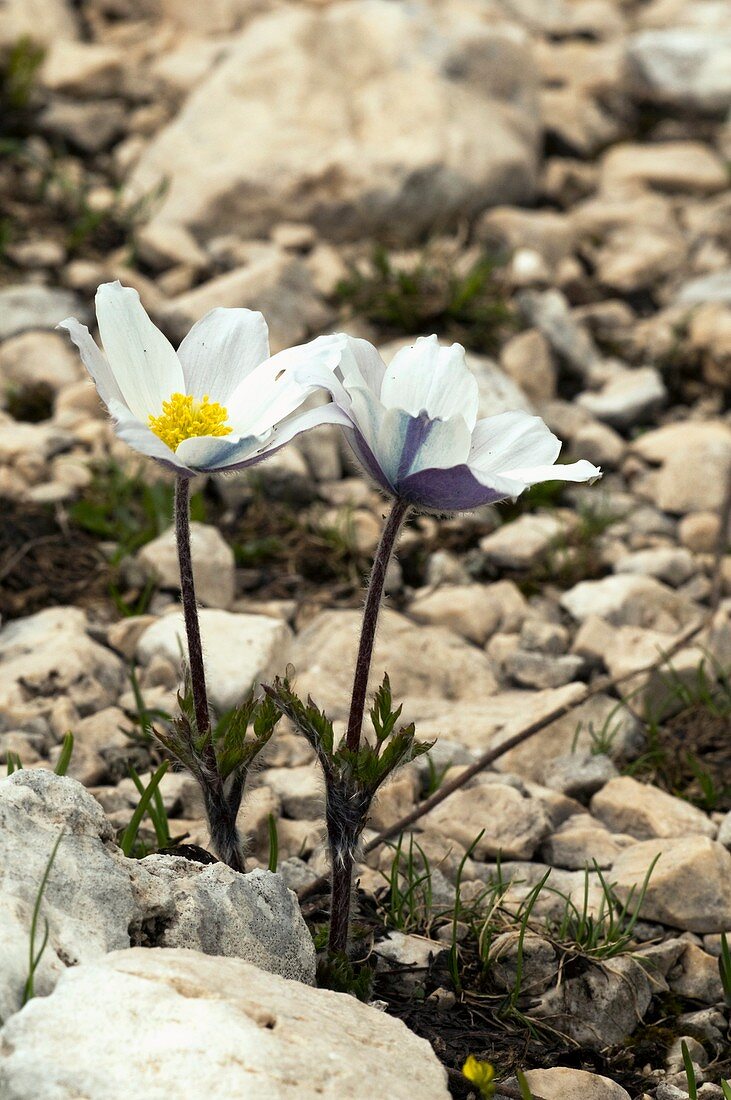 Alpine Pasque Flower (Pulsatilla alpina)