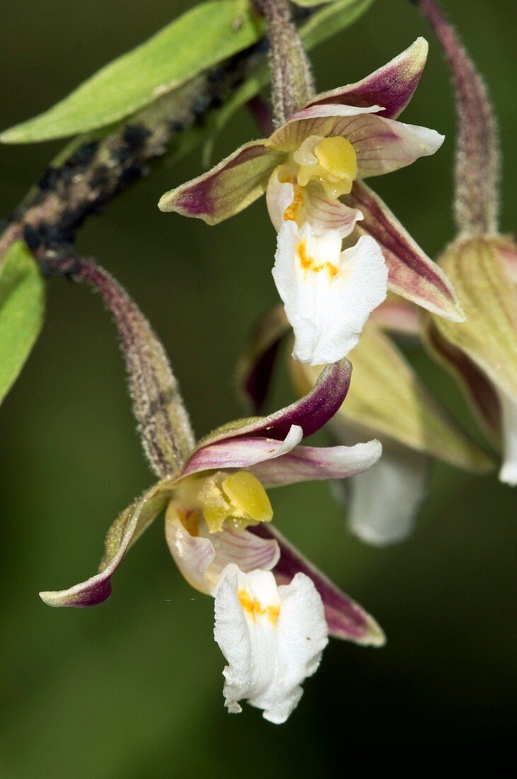 Marsh Helleborine (Epipactis palustris)