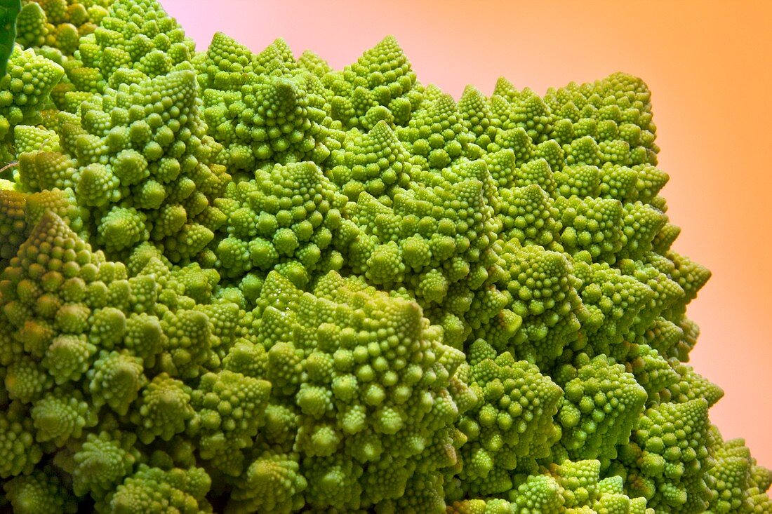 Romanesque Broccoli