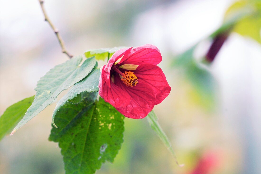 Abutilon 'Ashford Red'