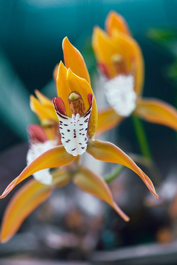 Orchid (Cymbidium tigrinum)