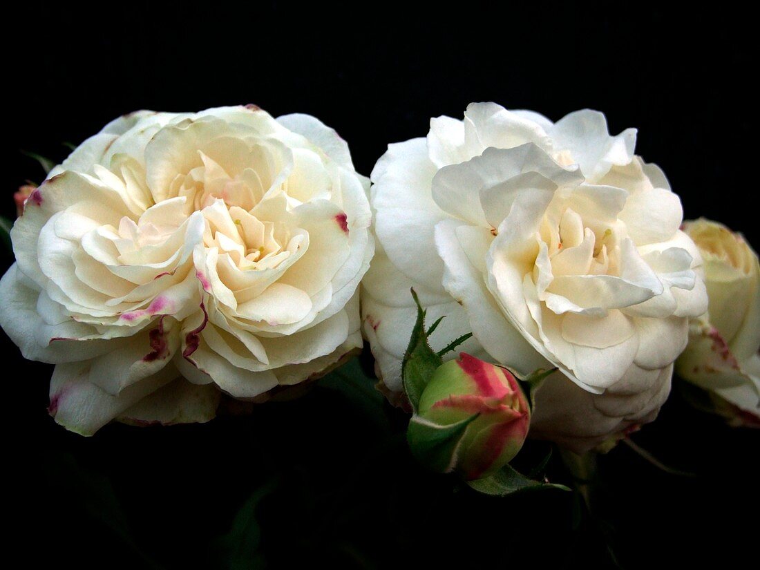 Rose (Rosa 'Boule De Neige')
