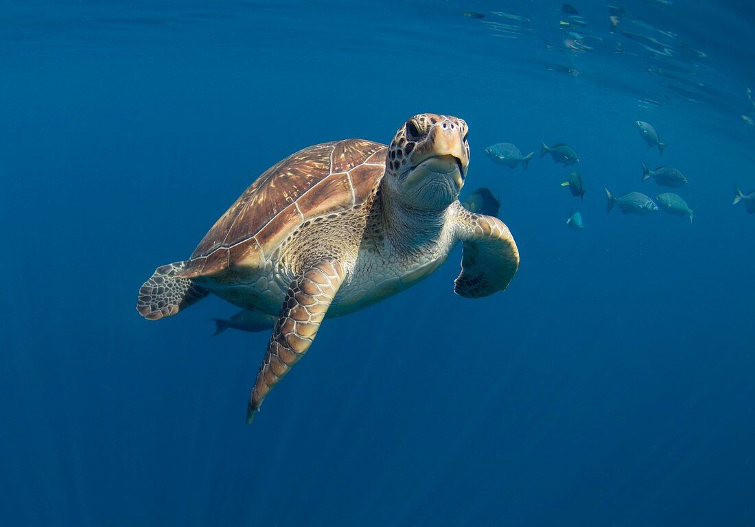 Green turtle swimming