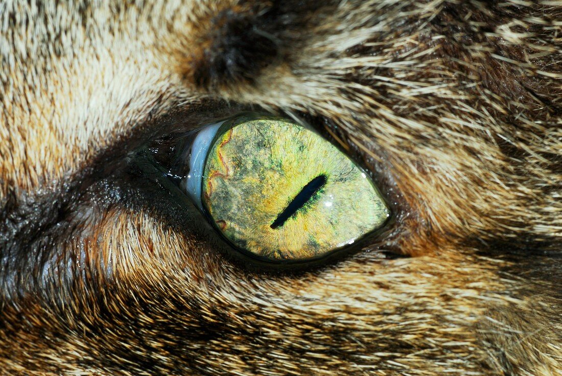 Cat's eye