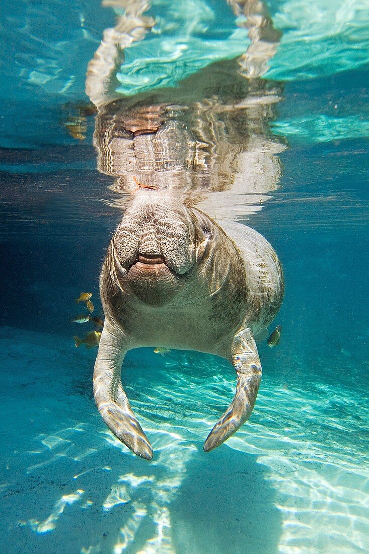 Florida manatee swimming