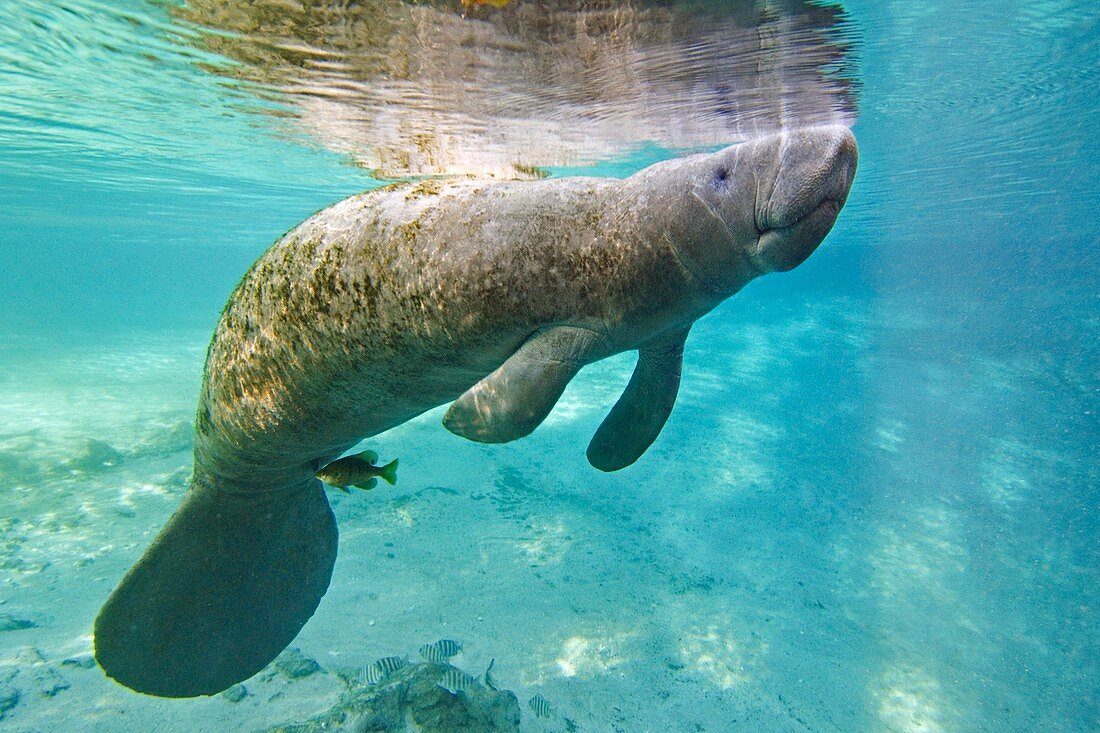 Florida manatee swimming