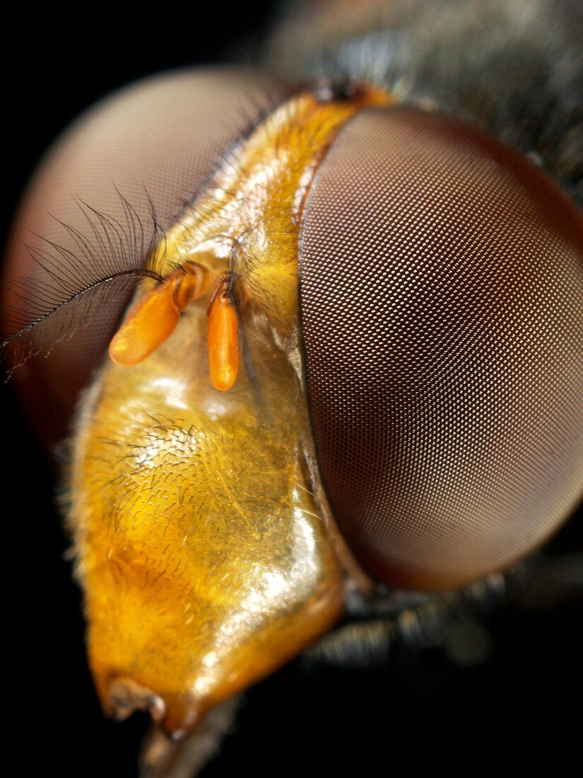 Hoverfly head