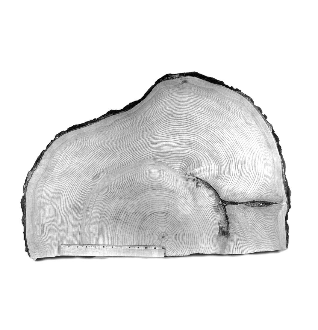 Lituya Bay tsunami evidence,tree rings