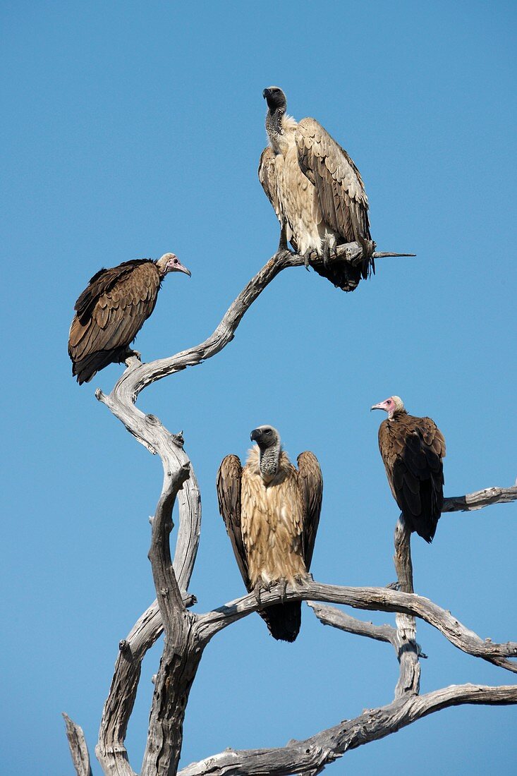 Hooded Vultures and Lappet faced Vultures