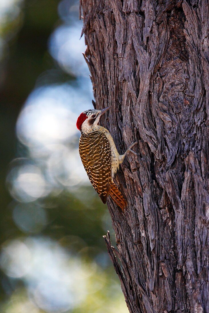 Bennet's Woodpecker