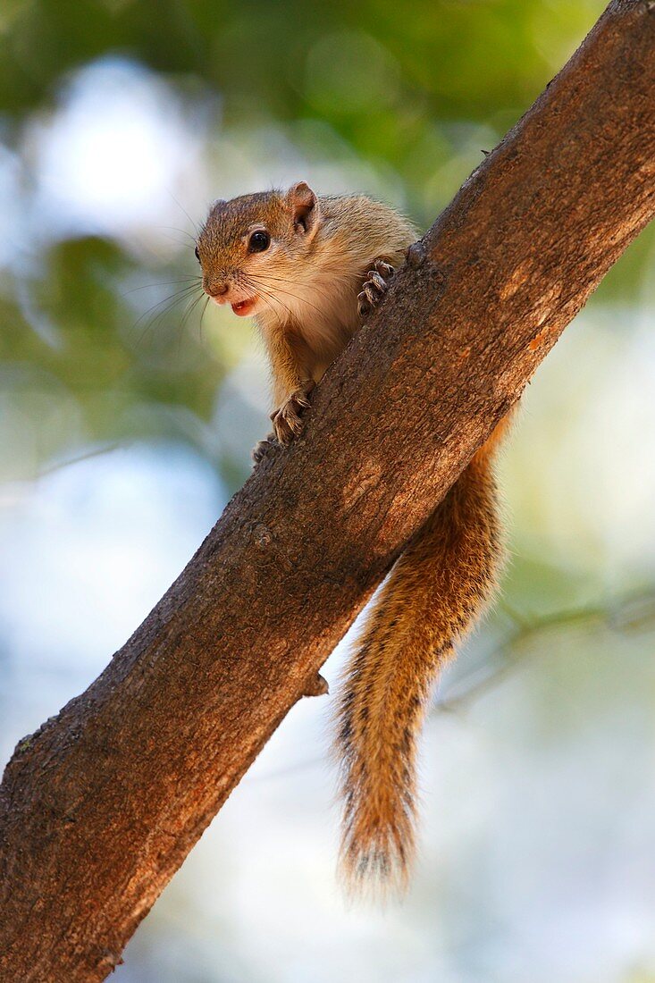 An African Tree Squirrel