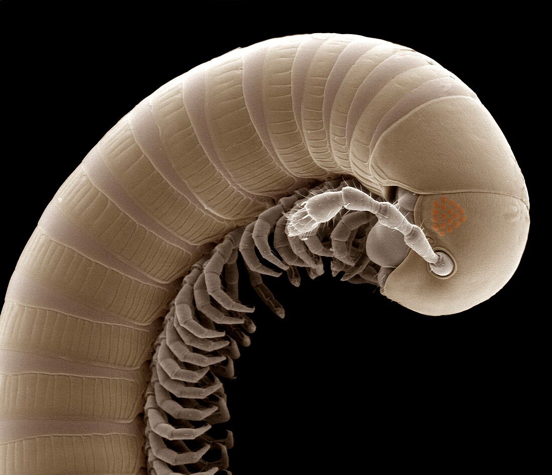 Millipede,SEM