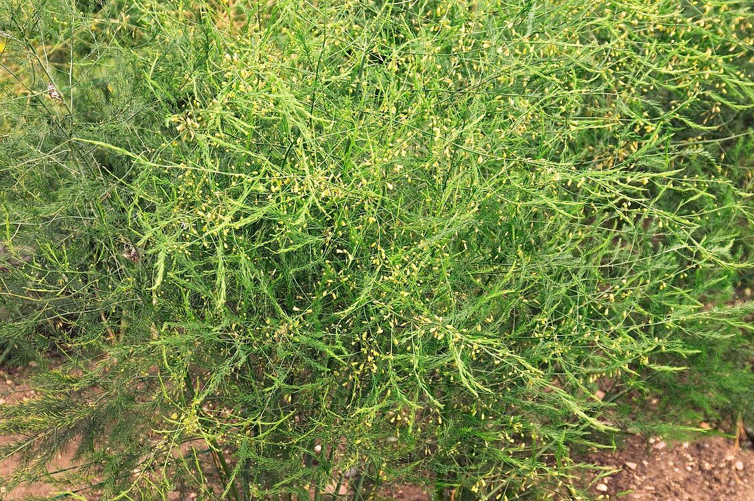 Asparagus 'Guelph Millennium'