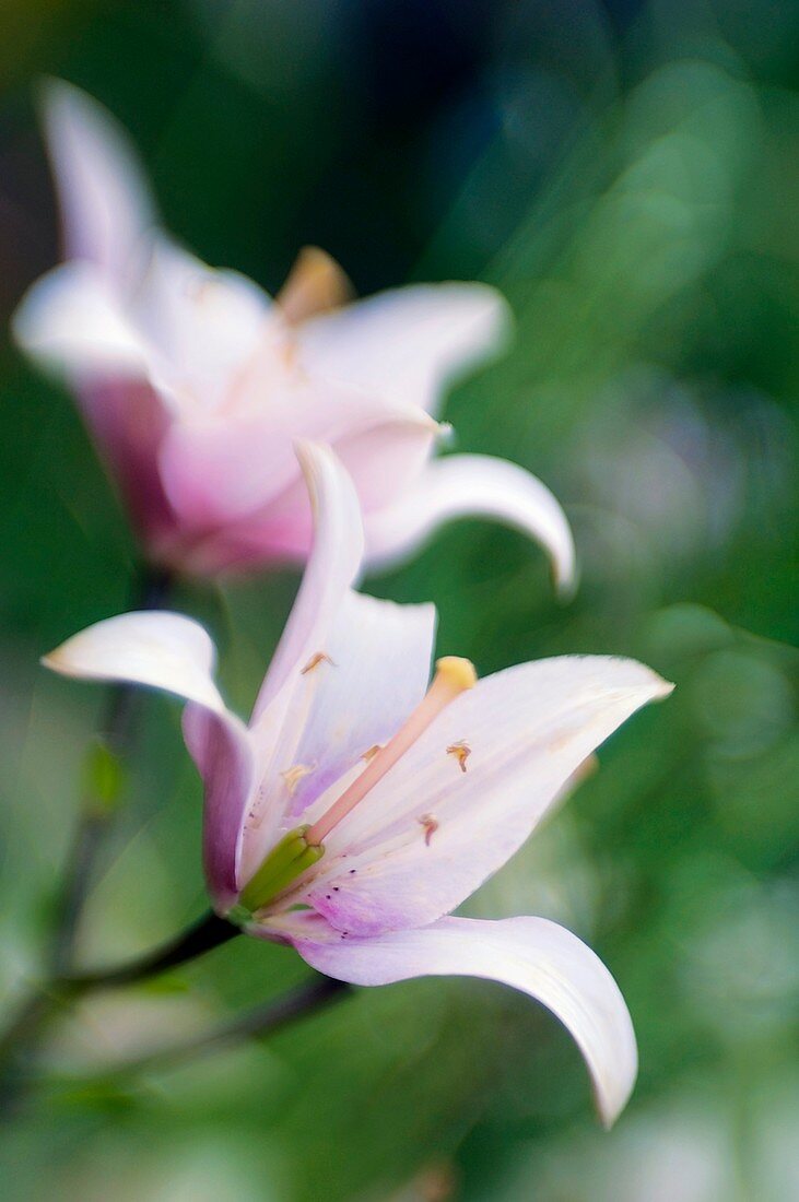 Asiatic Lily (Lilium orientale)