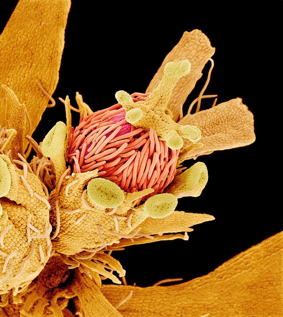 Euphorbia flower reproductive parts,SEM