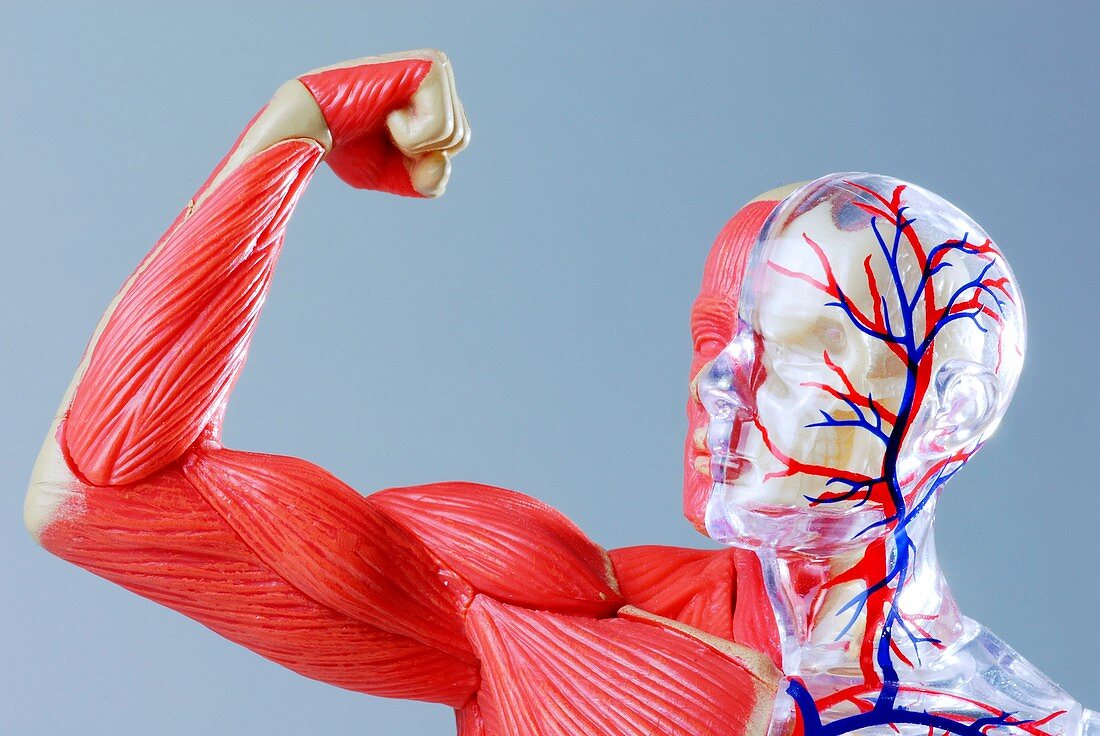 Human body,anatomical model