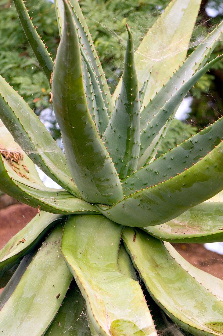 Aloe ferox