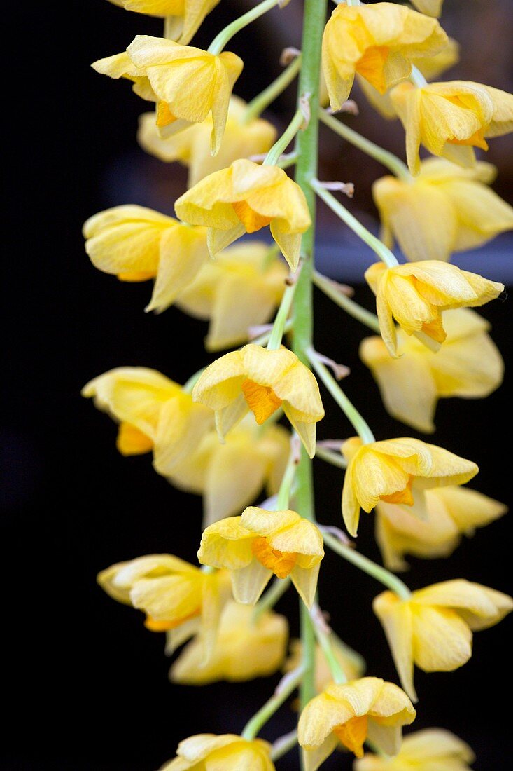 Orchid (Dendrobium griffithianum)