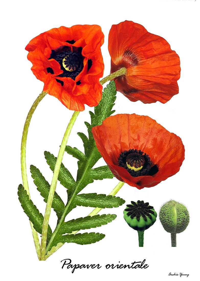 Poppy (Papaver orientale)