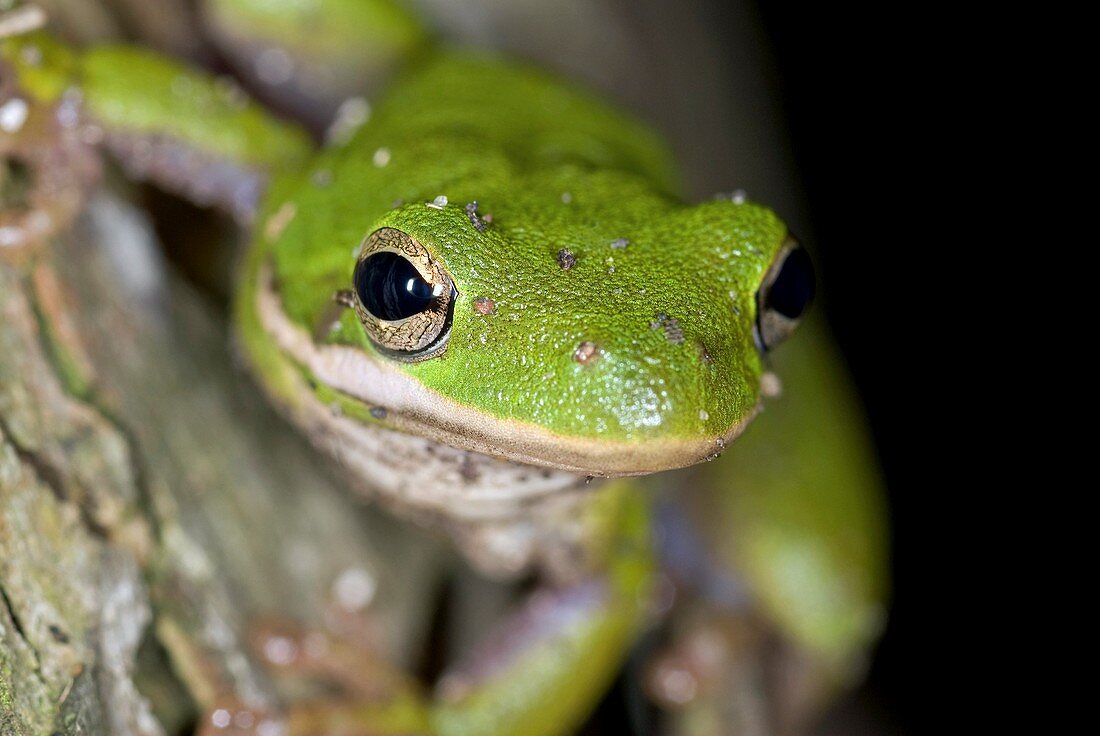 American green treefrog