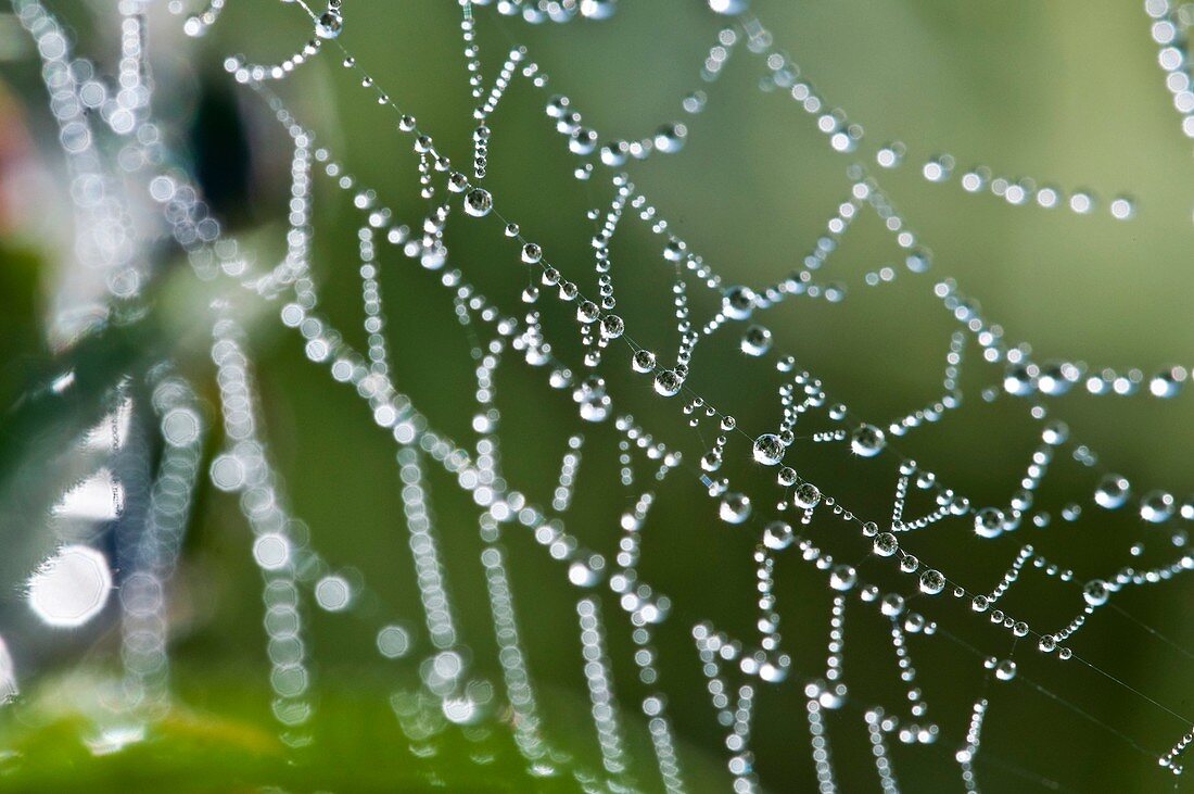 Dew drops on a spider's web