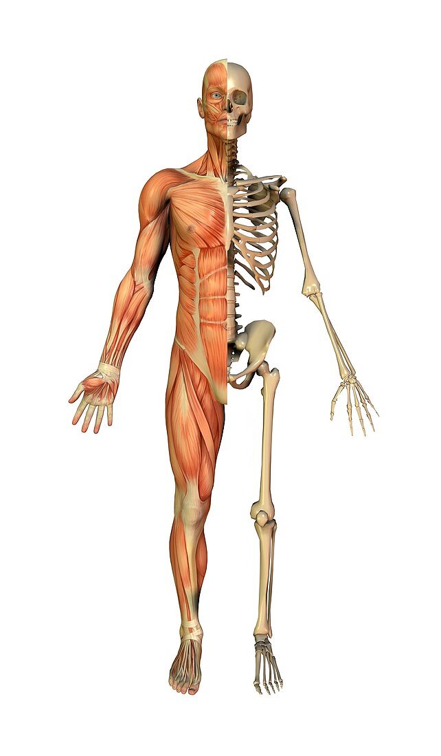 Male muscles and skeleton,artwork