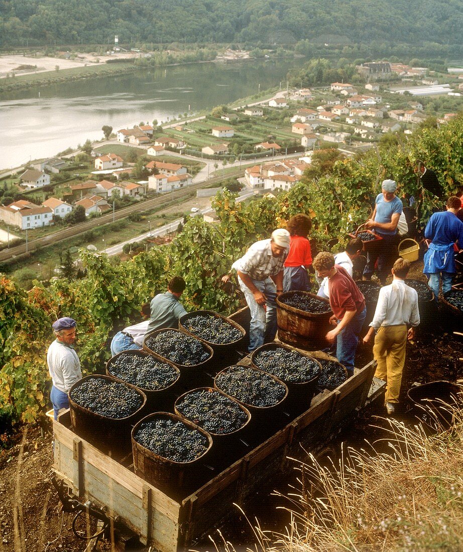 Weinlese von Syrah-Trauben oberhalb Ampuis, Côte Rotie, Rhone