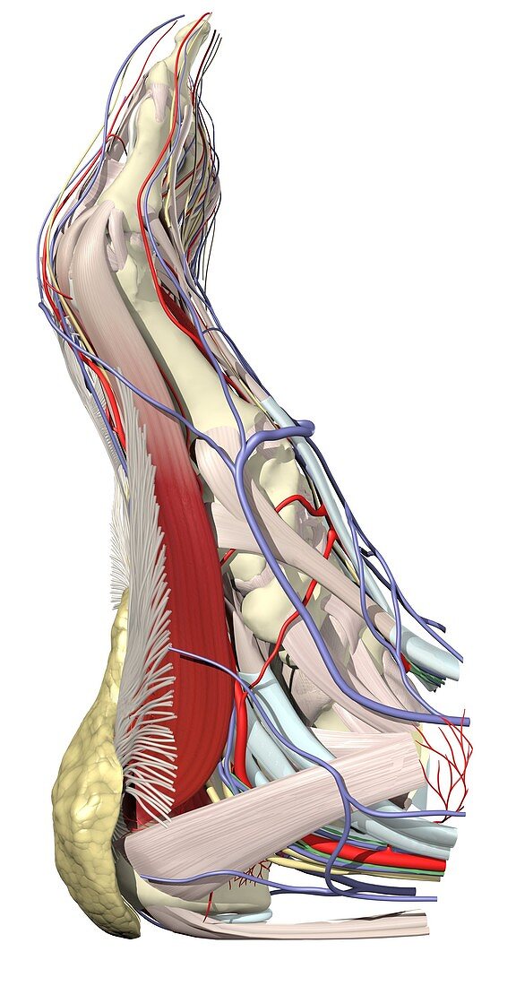Muscles and neurovascular system of foot