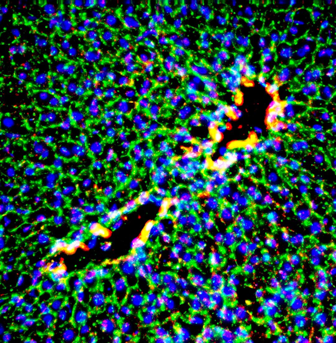 Rat liver,fluorescence micrograph