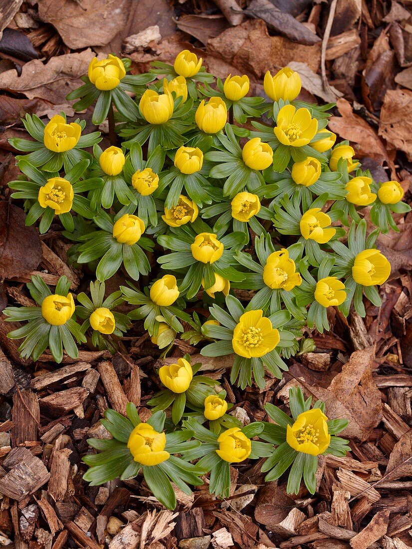 Winter Aconite (Eranthis hyemalis)