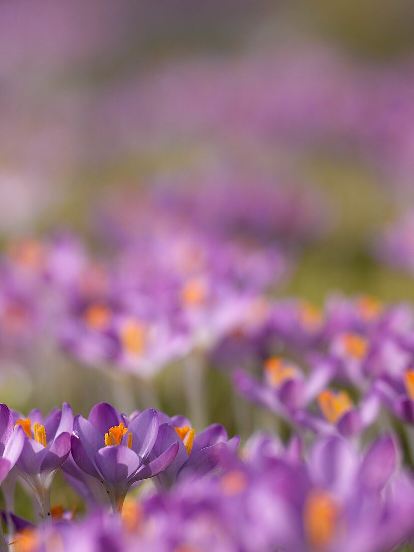 Drifts of Crocuses naturalised in grass