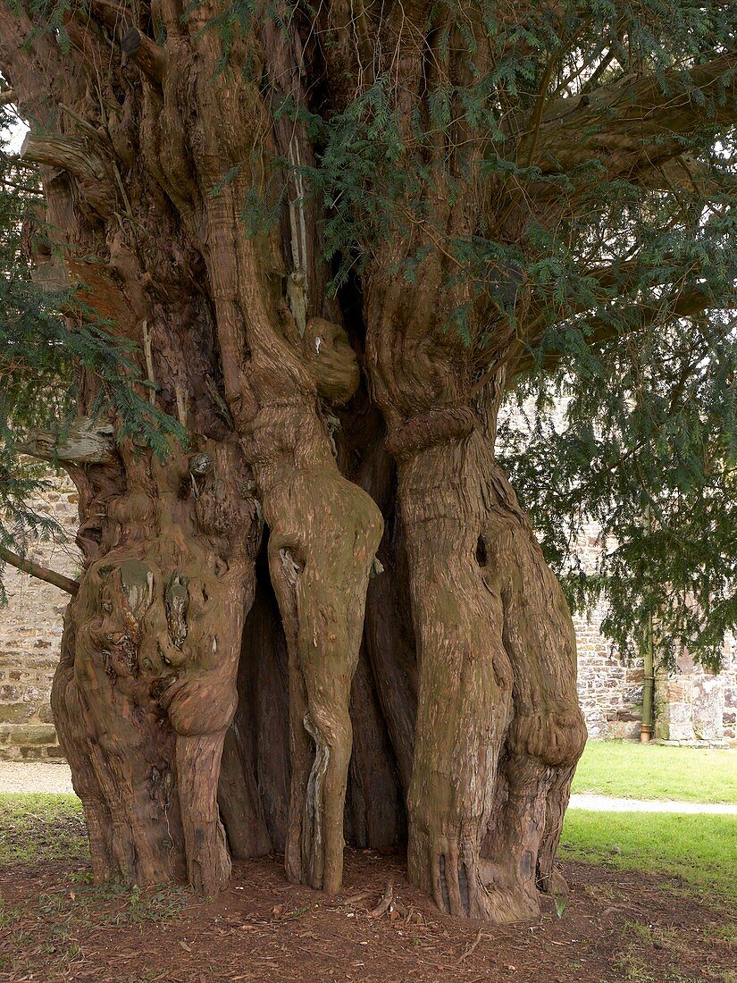 The Lytchet Matravers Yew (Taxus baccata)