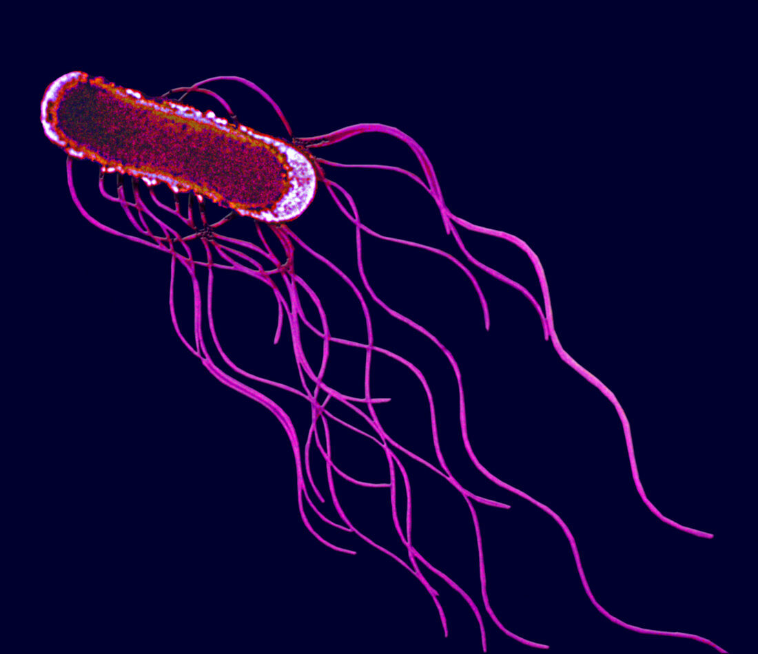 Salmonella bacteria