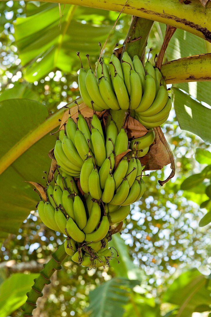 Banana tree