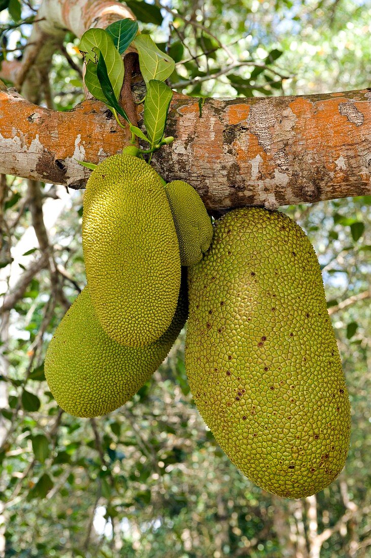 Jackfruit on a tree