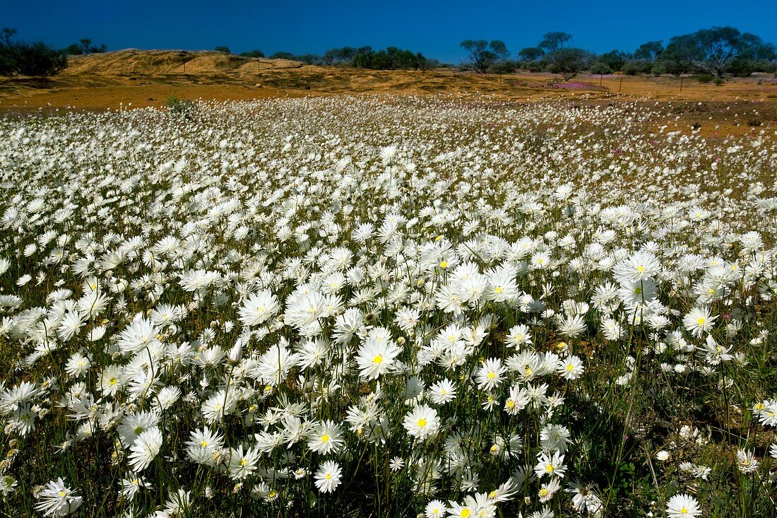 Rhodanthe chlorocephala ssp. splendida