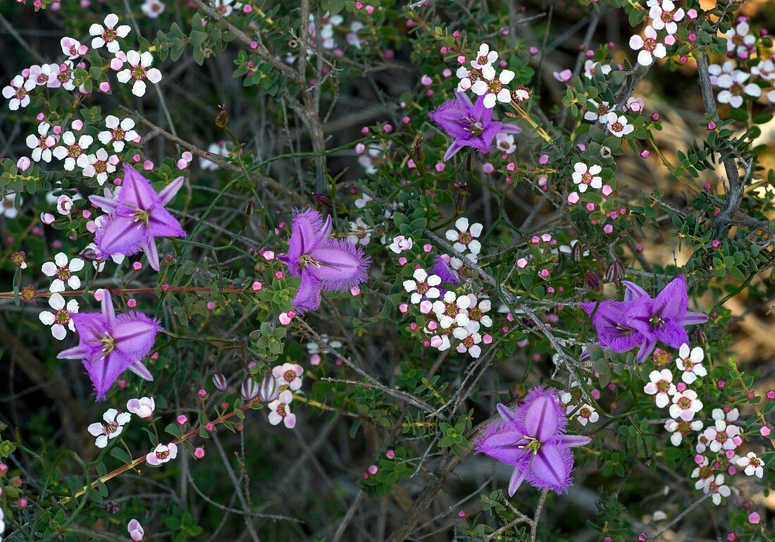 Thysanotus patersonii and Leptospermum