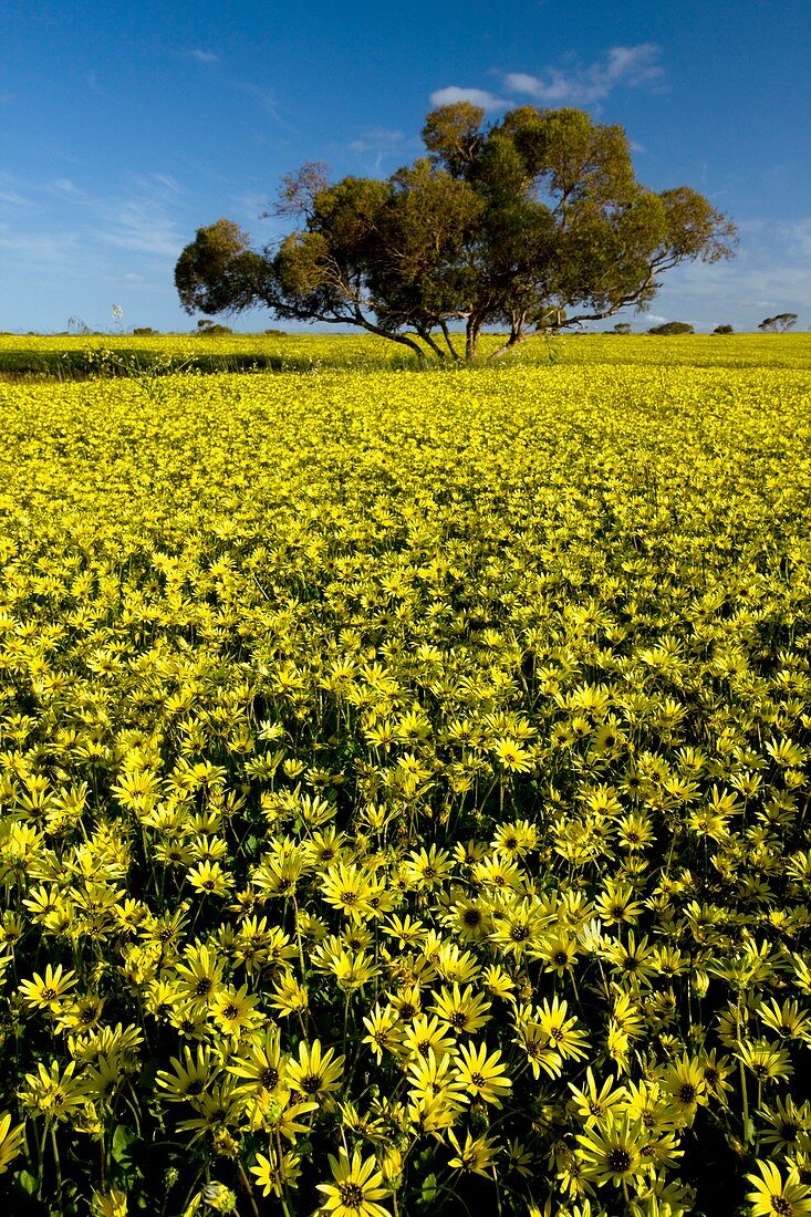 Field of Arctotheca calendula