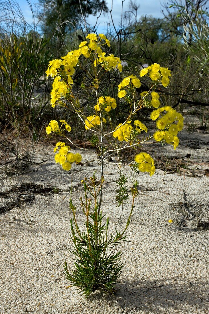 Verticordia chrysanthella