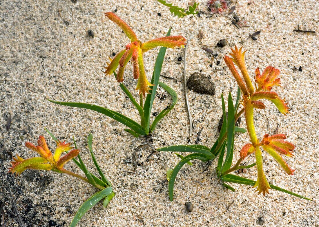 Common Cats Paw (Anigozanthos humilis)