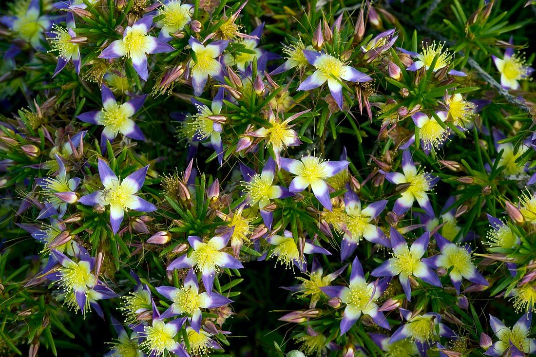 Purple Starflower (Calytrix depressa)