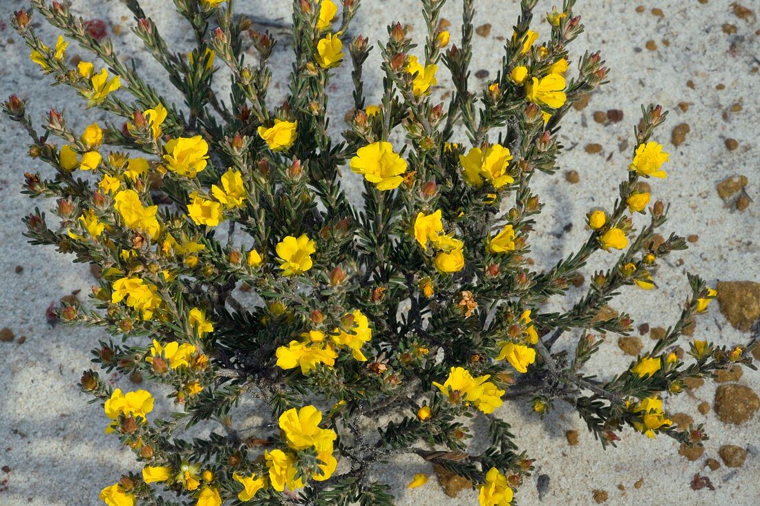 Orange Stars (Hibbertia lineata)