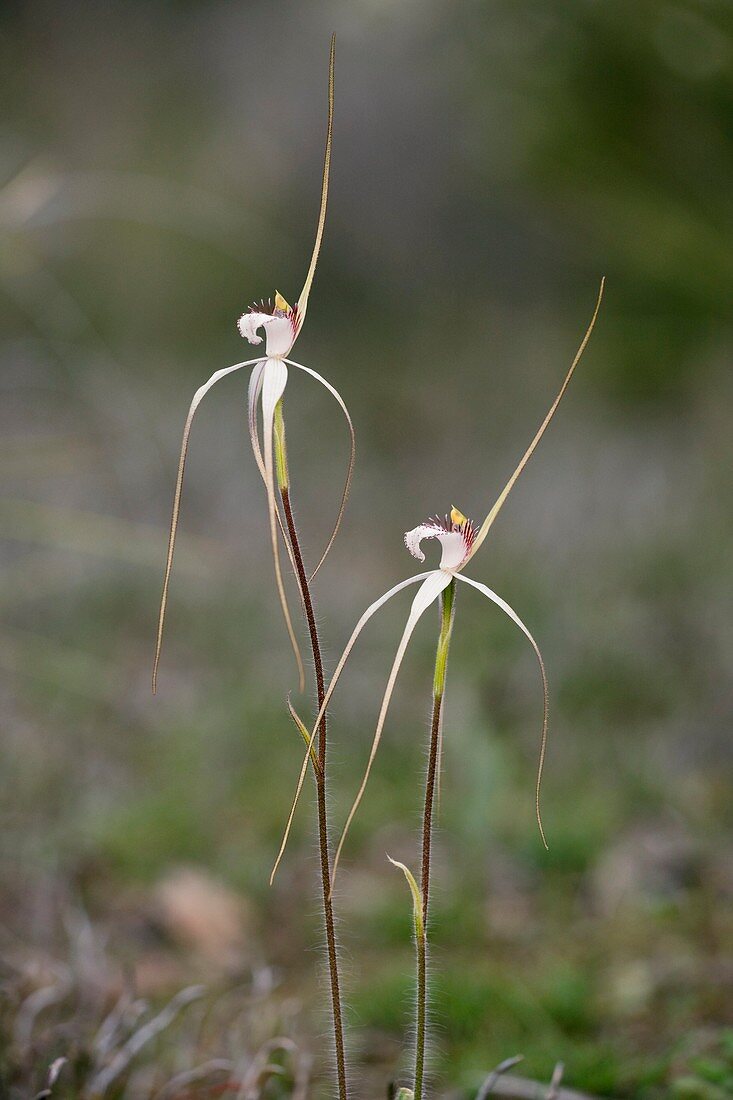 Caladenia longicauda ssp. redacta