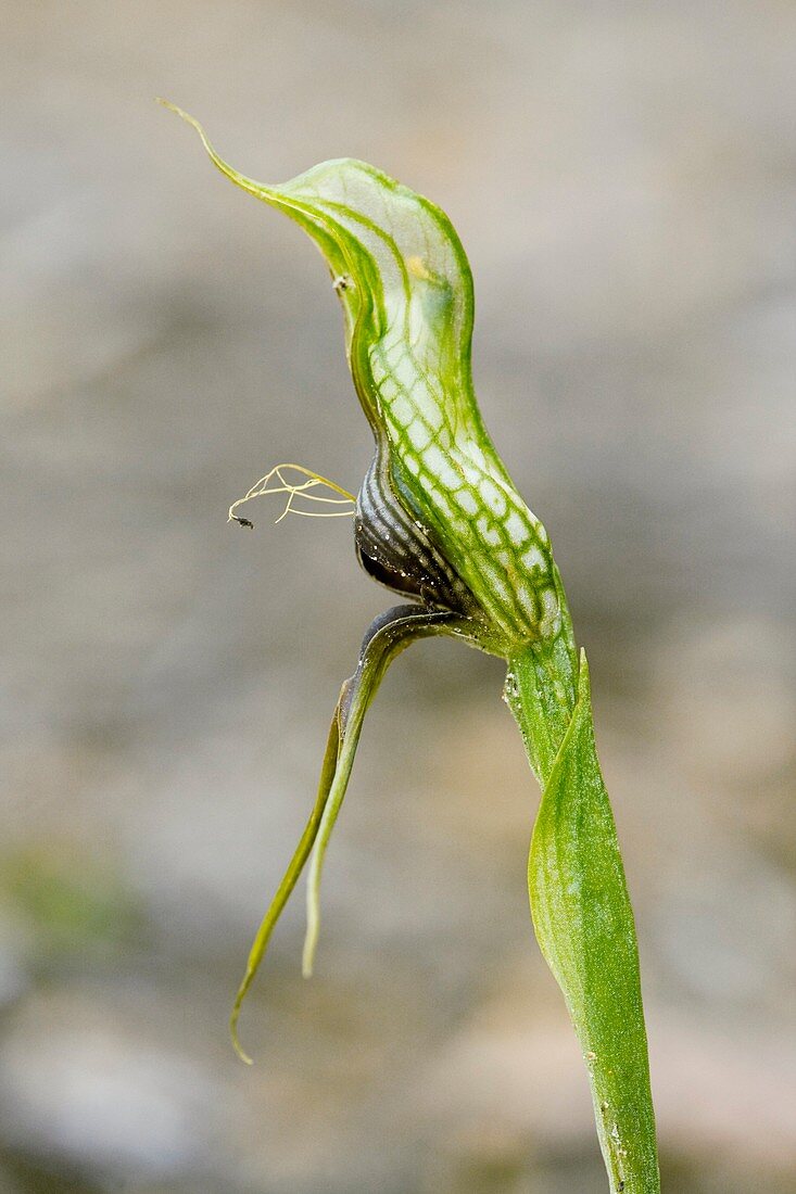 Bird orchid (Pterostylis barbata)