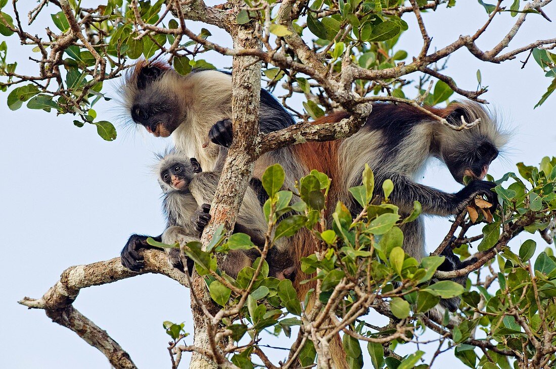 Zanzibar red colobus monkeys